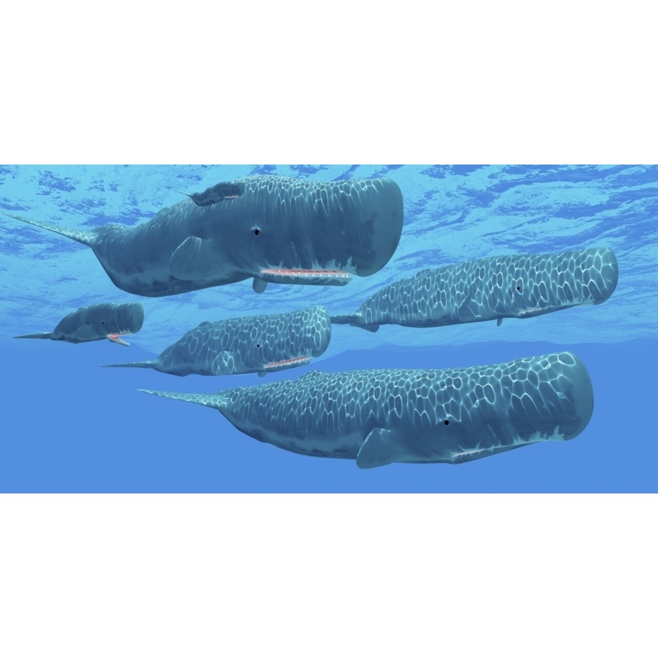 Posterazzi A pod of sperm whales swimming together. Poster Print by Corey Ford/Stocktrek Images